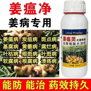 Special pesticide for ginger disease, ginger fungicide, ginger fungicide to prevent and control ginger blast, root rot, soft rot, 500ml/20 bottles
