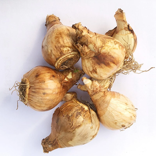 Green silk ribbon narcissus hydroponic flowers imported narcissus bulbs are cold-resistant and easy to feed winter new year's eve potted plants. 6 narcissus bulbs