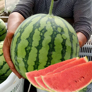 Dayu lazy man watermelon seed seedlings extra large suitable for early maturing lazy people in the south 8424 kirin melon meidu seedless fruits and vegetables rock sugar kirin watermelon seeds 60 capsules