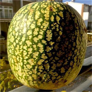 Rice noodle melon seeds seasonal planting easy-to-live shark fin melon vermicelli balcony planting potted garden vegetable seeds rice noodle melon 20 capsules