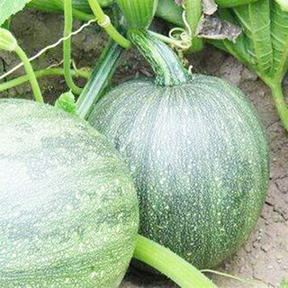 Qingyi xuanmi ben pumpkin seeds high yield sweet noodle giant cream chestnut pumpkin golden hook pumpkin field planted vegetable seed original packaging tender early one-bunch bell pumpkin