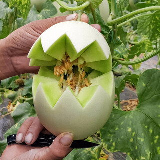 Shouhe yugu melon, jade mushroom melon, sweet, crisp and tender melon, family field planting, winter and spring sowing melon seeds, new yugu melon seeds, 10 capsules