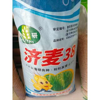 High-yielding dwarf wheat seeds jimai 38 luyan 128 luyan 951 malan no. 1 field planting crop wheat jimai 38 30 jin jin equals 0.5 kg original