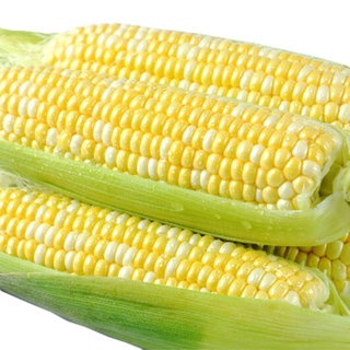 Full yunnan flavor fruit corn yunnan gold and silver two-color fresh corn sweet corn on the cob gold and silver corn vegetable corn on the cob net weight 3jin jin equals 0.5kg, about 3-5 sticks
