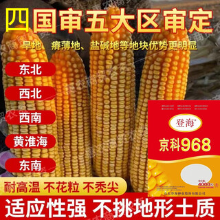Jingke 968 high-yielding corn seeds, short stems, double sticks, drought and waterlogging resistance, disease resistance and lodging resistance, nationally approved by the academy of agricultural sciences. jingke 968-4000 seeds (one acre of land) song dynasty vegetable seeds