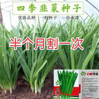 Purple root leek seeds, four-season seeds, red-rooted broad-leaf root seedlings, vegetable seedlings, large-leaf seeds, four-season multi-crop white-root leek, original package of 300 capsules