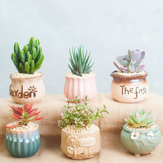 Jianshi succulent plant potted succulent office desktop novice small package green plants flowers cactus potted diy landscape nordic 6 pot combination (plants optional)