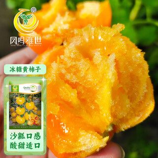 Fengming yashi old variety yellow tomato seeds sandy field greenhouse tomato seeds rock sugar yellow persimmon seeds 100 capsules