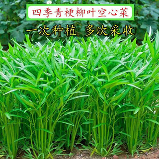 Four seasons willow leaf hollow seeds small leaves crisp green long pole potted field garden hydroponic vegetable seeds complete collection of willow leaf hollow seeds best seeds one pack about 288