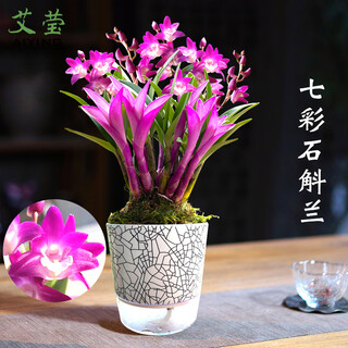 Ai ying's winter flower colorful perfume dendrobium orchid is good for growing green plants in all seasons. strong-scented dendrobium orchid seedlings desktop potted plant. colorful dendrobium 15 seedlings bloom in the current year with ice crack pot.