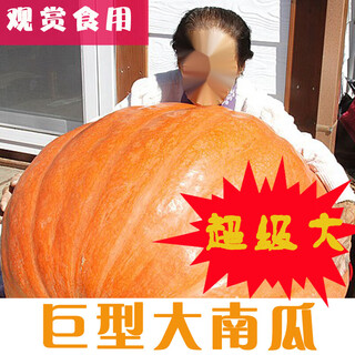 Vegetable friends big pumpkin seeds giant ornamental edible high-yielding and disease-resistant four-season sowing pumpkin seeds vegetable seeds 15 giant pumpkins