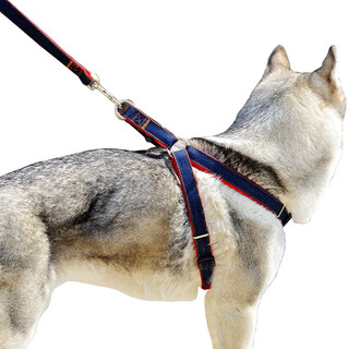 Kangbeni dog leash, dog leash, medium and large dog harness, dog leash, golden brimming, husky dog walking rope, pet supplies, denim medium size/recommendation 15-30jin jin equals within 0.5kg