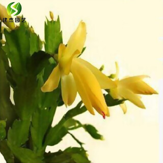 Xuli орхидея с крабовыми клешнями, большие саженцы, поставляемые с корнями, саженцы орхидеи с крабовыми когтями, орхидея с крабовыми когтями, бонсай, орхидея с крабовыми когтями, цветение в том же году