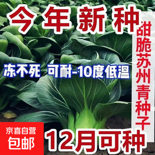 Jd logistics vegetable seeds for four seasons sowing potted balcony garden cilantro lettuce spinach simple and easy to grow in autumn black leaf suzhou green seeds 1 pack about 1000