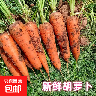 Fresh carrots dug with mud in season, farm-grown crispy and juicy fruits and vegetables, same style as supermarket live broadcast room, fresh carrots with box 3jin jin equals 0.5kg