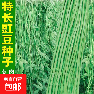 Ganzhimei special carob seeds, high yield, early maturing, disease-resistant carob seeds, four-season climbing cowpea seeds, easy to plant, unbeatable, about 100 seeds, 2 packs of long bean seeds