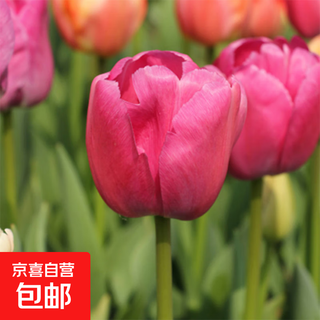 Tulip seed bulbs imported from the netherlands, winter cold-resistant indoor and outdoor courtyard flower seeds, hydroponic plant potted large balls, van yick 5 balls + fertilizer (cheaper)