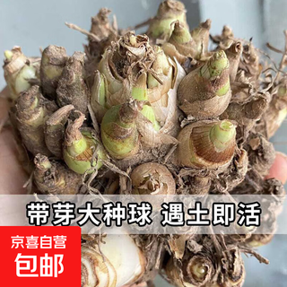 Tuberose seed bulbs multi-headed double-petal potted plants strong-scented pure white balcony courtyard outdoor drought-resistant cold plant flowers color random 10-15 buds