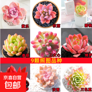 Selected pictures of succulent plants, varieties, delivery photos, office indoor balcony desktop pictures, designated varieties, as shown in the nine pictures, without potting soil.