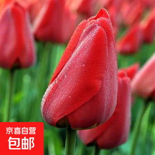 Tulip seed bulbs imported from the netherlands, winter cold-resistant indoor and outdoor courtyard flower seeds, hydroponic plant potted large balls review 10 balls + fertilizer (super cheap)