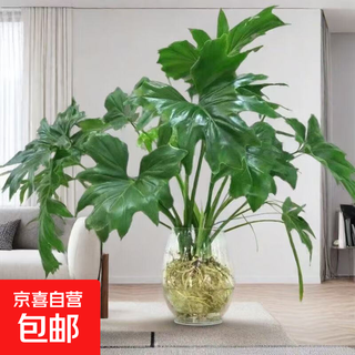 Big leaf spring plumage hydroponic green plant flower big leaf dragon scale authentic immortal flower green plant four seasons evergreen flowers live big leaf spring feather including roots total height 40-50 cm 3 pieces without bottle