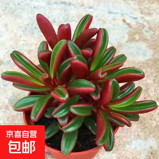 Red-backed peppergrass is a succulent, large, multi-headed old pile green plant, a rare and valuable succulent plant that is beautiful, interesting and purifies the air. red-backed peppergrass is multi-headed. pot not included.