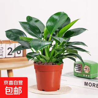 Big leaf golden diamond green princess is evergreen all year round and absorbs formaldehyde. indoor green plants can be hydroponically purified to purify the air and are easy to grow and grow. big leaf golden diamond/platinum diamond potted plants are randomly distributed in 1 pot (about 15 cm).