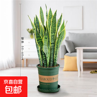 Phnom penh tiger orchid potted indoor bedroom new house formaldehyde removal flower purification air cold-resistant formaldehyde removal green plant 3 in a pot + free gallon pot + fertilizer height 40-45cm boutique phnom penh tiger orchid formaldehyde removal