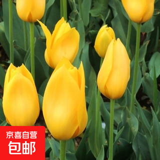 Tulip seed bulbs imported from the netherlands, winter cold-resistant indoor and outdoor courtyard flower seeds, hydroponic plant potted large balls, side halo apollo 10 balls + fertilizer (super cheap)