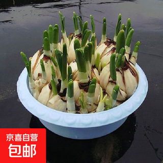 Narcissus bulbs, hydroponically cultivated in soil, are good for raising cold-resistant, fragrant bulbs. zhangzhou narcissus yang narcissus bulbs, 10 narcissus balls.