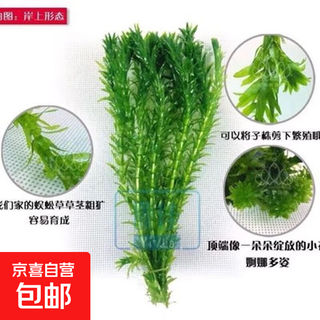 Yinshang red freshwater aquatic plants, green plants, fish tank decoration, novice lazy real aquatic plants, purifying water quality, resistant to growing centipede grass, 30 pieces of centipede grass