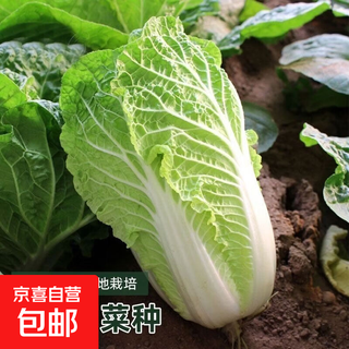 Xiayang 50 cabbage seeds, chinese cabbage seeds, early maturing, heat-resistant, sweet and crispy cabbage seeds, vegetable seeds, heat-resistant xiayang cabbage, 1 pack, 1000 capsules