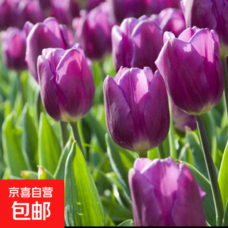Tulip seed bulbs imported from the netherlands, winter cold-resistant indoor and outdoor courtyard flower seeds, hydroponic plant potted plants, large balls, purple flag, 5 balls + fertilizer (cheaper)