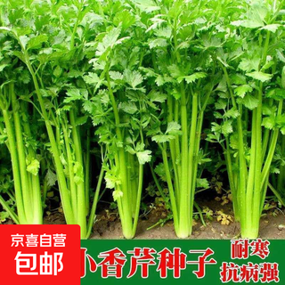 Easy-to-germinate large-leaf coriander seeds, coriander seeds, heat-resistant four-season balcony indoor potted seeds, vegetable seeds, new four-season parsley seeds, about 1,500 capsules, 1 pack
