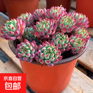 Succulent plants, succulents, selected old piles, tia money-sucking trees, office indoor balcony, ruby clusters, blue apples, about 10 heads