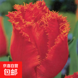 Tulip seed bulbs imported from the netherlands, winter cold-resistant indoor and outdoor courtyard flower seeds, hydroponic plant potted large balls, red wine, 10 balls + fertilizer (super cheap)