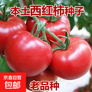 Local large tomato seeds, high yield, super sweet, large red fruit, large tomato seeds, high temperature vegetable and melon seeds, local large red tomato seeds, about 300 capsules, 1 pack