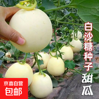 White sand honey melon seeds rock sugar melon seeds cantaloupe seeds spring, summer, autumn and winter balcony potted vegetables a white sand honey melon seeds 3 packs