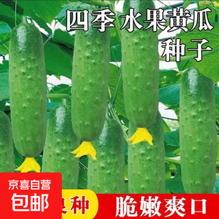 Fruit cucumber seeds, cucumbers crawling all over the ground, fruit cucumber seeds, balcony planting potted four-season vegetable seeds, fruit cucumber seeds 2 packs