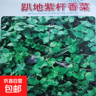 Easy to germinate large-leaf coriander seeds coriander seeds heat-resistant four-season balcony indoor potted seeds vegetable seeds lying on the ground purple stem coriander about 500 capsules 1 pack
