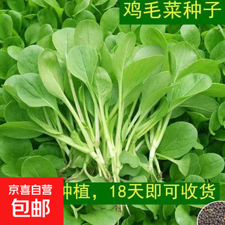 A complete list of four-season vegetable seeds: spinach, coriander, lettuce, lettuce, amaranth, chicken feathers, celery, dwarf yellow vegetable seeds, four-season chicken feathers seeds, 1 pack, about 2,000 seeds