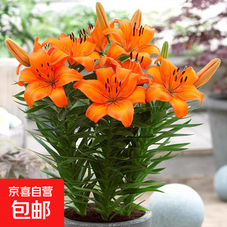 Perfume lily bulbs with buds bloom all year round, indoor and outdoor balcony multi-headed lilies are cold-resistant and easy to grow, orange, shipped with buds, 3 balls (more affordable)