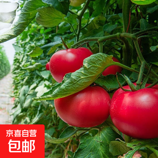 Provence tomato seeds tomato seeds imported from the netherlands with good taste and high yield for all seasons provence tomato seeds two packs of about 600 seeds