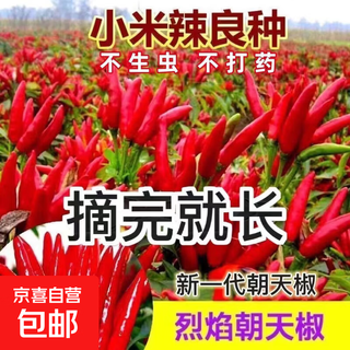 Spicy spicy pepper seeds, golden spicy green peppers, pig intestine chili seeds, potted vegetable seeds for garden fields and balconies, new chaotian peppers, hot and early mature, approximately 300 capsules, 1 pack