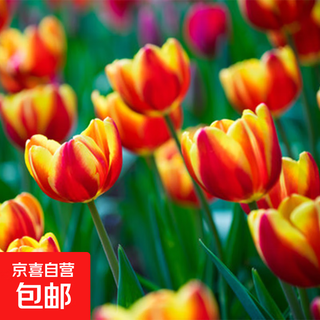 Tulip seed bulbs imported from the netherlands, winter cold-resistant indoor and outdoor courtyard flower seeds, hydroponic plant potted large balls, washington, 10 balls + fertilizer (super cheap)