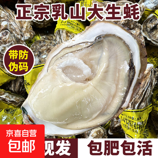 Popular rushan oysters, fresh oysters, extra large seafood oysters, 5 jin jin equals 0.5 kg, whole box of fresh oysters, 5 jin jin equals 0.5 kg, 3xl size, 15-18 pcs, quality guaranteed