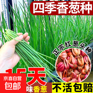 Chives and green onions, farm-grown chive seeds, four-season planting of shallots, potted shallots, balcony shallot vegetable seeds, selected shallots, 1 jin jin equals 0.5 kg, packed