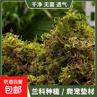 Dry moss, natural high-quality moss, special for phalaenopsis orchids, sphagnum dendrobium planting nutritious soil, crawling pet turtle mat, preferred bulk moss 250g