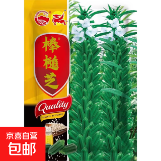 Black sesame seed oil extraction academy of agricultural sciences hybrid high oil stable yield short stem eight-edged white sesame seed base special seed white sesame seed stick sesame (75g) 1 bag