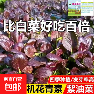 Original purple fei shanghai green seeds organic purple rapeseed suzhou green violet rapeseed vegetable seeds for four seasons purple fei shanghai green seeds about 1500 capsules 1 pack